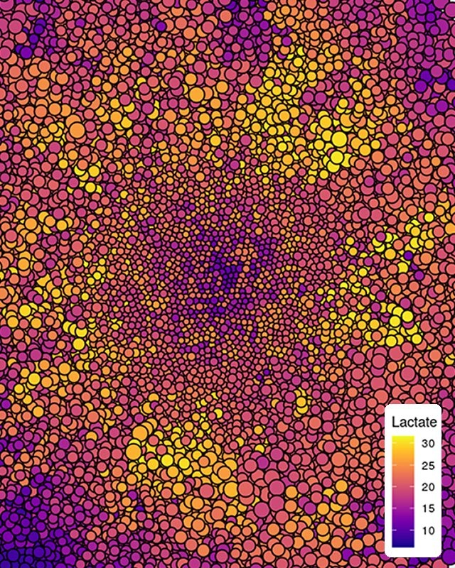 Angélique StephanouResearch Director at CNRS